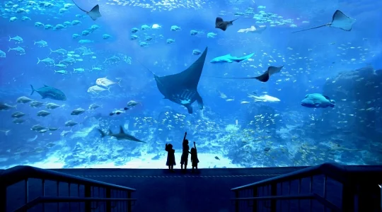 オーシャンアリウム（Oceanarium）